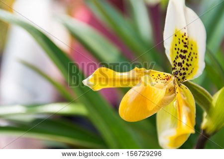 Yellow Paphiopedilum Orchid.