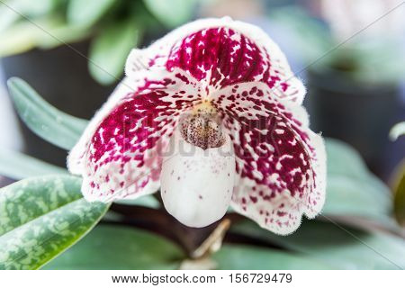 White Paphiopedilum Orchid.