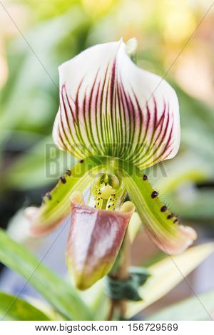 Paphiopedilum Orchid.