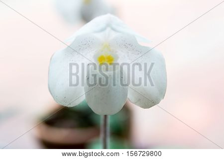 White Paphiopedilum Orchid.
