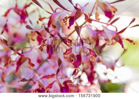 Dendrobium Memoria Loo Sing Chew Orchid.