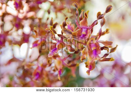Dendrobium Memoria Loo Sing Chew Orchid.