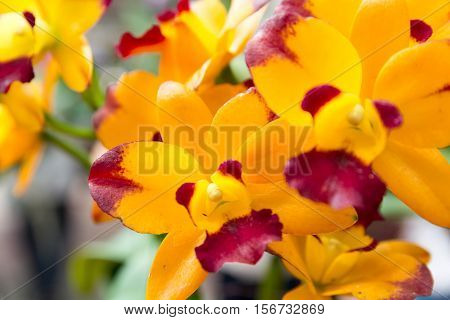 Yellow Rhynchostylis Gigantea Orchid