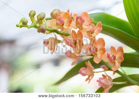 Orange Rhynchostylis Gigantea Orchid
