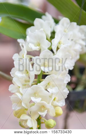 White Rhynchostylis Gigantea Orchid