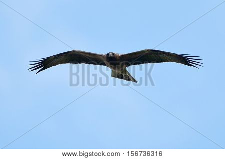 The Booted Eagle in flight (Aquila pennata)