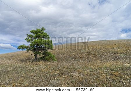 Lonely relict pine at the top of the mountain. Tokluk-Syrt Ridge Crimea. September.