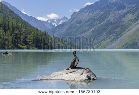 Kucherla lake. Big black cormorant sitting on a rock in the foreground. Altai Mountains Russia. Sunny summer day.