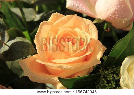 Big pink rose with water drops after a rainshower