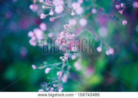 Beautiful fairy pink white small flowers on colorful dreamy magic green blue purple blurry background soft selective focus macro closeup nature image shot copyspace for text