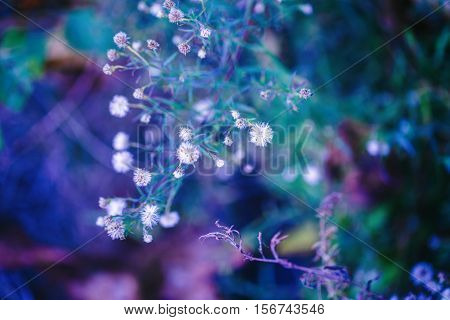 Beautiful fairy pink white small flowers on colorful dreamy magic green blue purple blurry background soft selective focus macro closeup nature image shot copyspace for text
