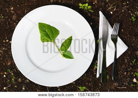 White plate with green leaf. Food from the garden.