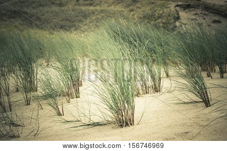 View of Dead Dunes Curonian Spit and Curonian Lagoon Nagliai Nida Klaipeda Lithuania. Baltic Dunes.Unesco heritage.