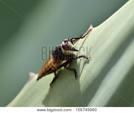 Isolated robber fly, on leaf of agave