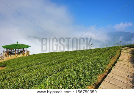Beautiful landscape of tea plantation and arbor with alley in a sunny day