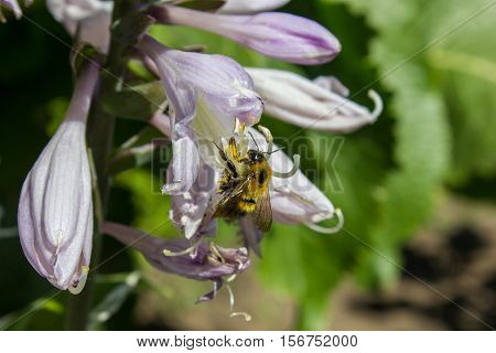 A bee collects nectar. A bee on a flower in the summer garden.
