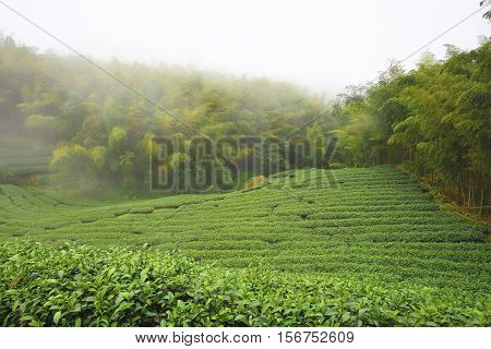 Beautiful landscape of tea plantations and moso bamboo forest with fog