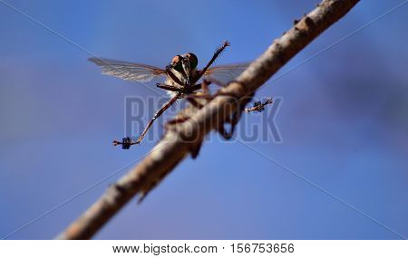 Courtship ritual of robber flies, in full flight