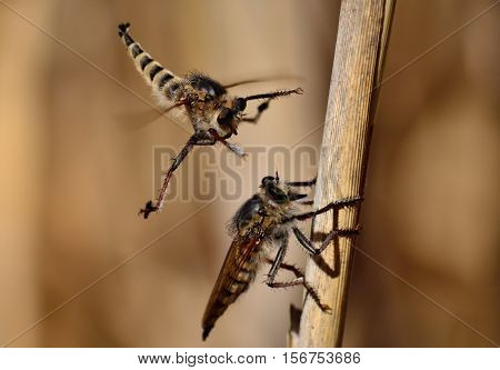 Courtship ritual of robber flies, in full flight