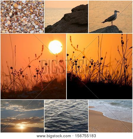 Seagull stands on a coastal stone in a sea sunset light. Beautiful seascape. Amazing sunset light. The gull and the wonderful sunset water surface. Tide. Collage of photos.