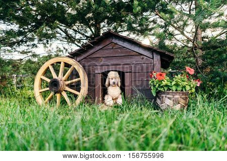Plush dog in this dog doghouse. Surrounded by a beautiful lawn and pots with flowers.