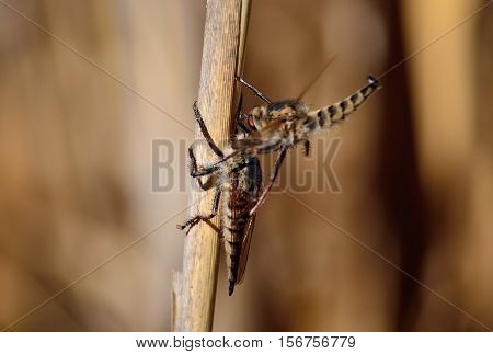 Courtship ritual of robber flies, in full flight
