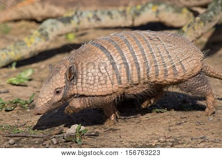 Six-Banded Armadillo (Euphractus Sexcinctus) digging for insects