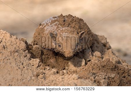 Six-Banded Armadillo (Euphractus Sexcinctus) digging for insects