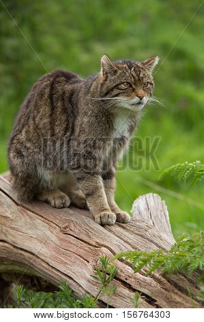 Scottish Wildcat (Felis Silvestris Grampia) on large tree trunk