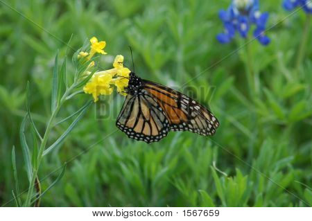 Monarch Butterfly