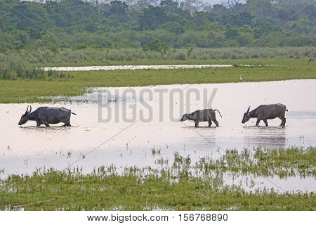 Water Buffalo Family in a Wetland in Kaziranga National Park in India