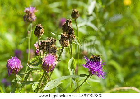 Bee and thistle flowers on a green meadow