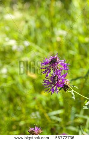 Bee and thistle flowers on a green meadow