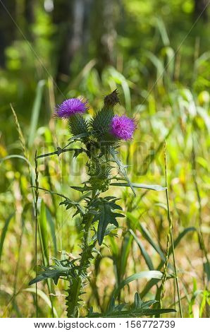 prickly thistle flowers on a green meadow