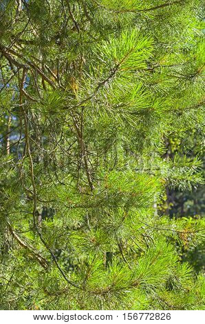 pine needles illuminated by the summer sun
