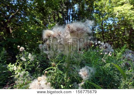 The seed heads of creeping thistle plants (Cirsium arvense), also called the Canada thistle, in a yard in Harbor Springs, Michigan during August.