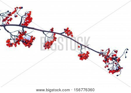 Sorbus branch with red berries on a white background, berries, trees, isolated object