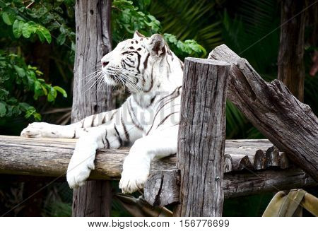 Tiger take a rest lying on logs