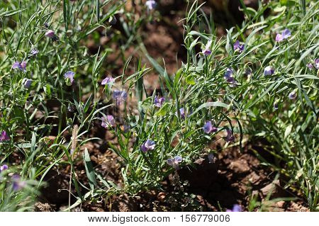 Sweet pea Lathyrus sativus flowers and plants in a field in Africa.