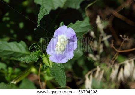 Flower of an Apple of Peru plant Nicandra physalodes.