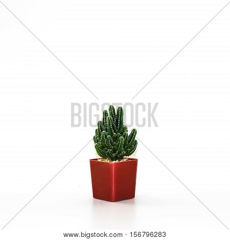 A little green cactus is growing in a pot.