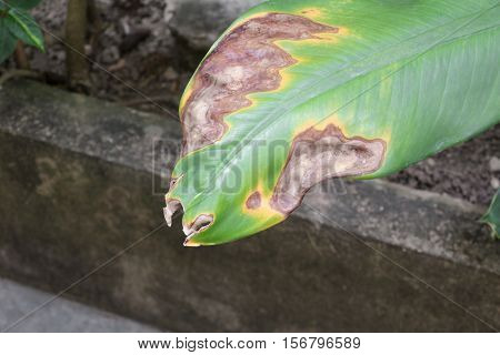 Disease bacterial on leaf in nature closeup