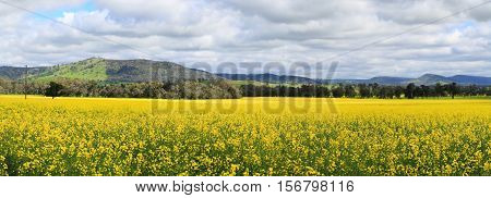 Beautiful views of Canola fields at Wattamondara. Focus to foreground only