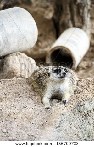 Meerkat With Nature