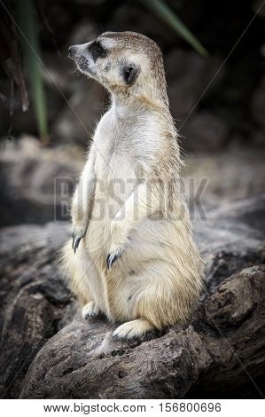 Meerkat With Nature