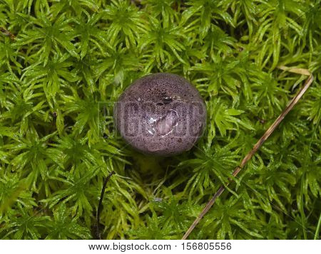 Wild Northern purple-colored milk-cap mushroom Lactarius trivialis close-up in moss selective focus shallow DOF
