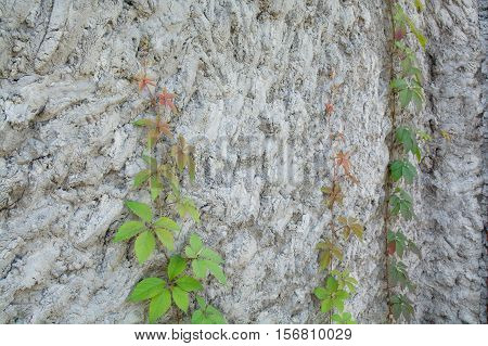 Surface of impromptu concrete wall. Climbed plant lifting up on rough wall