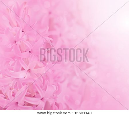 Flower pink background of the pink hyacinthes.