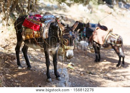 Donkeys as transportation in the mountains near the Psychro Cave in Crete Greece