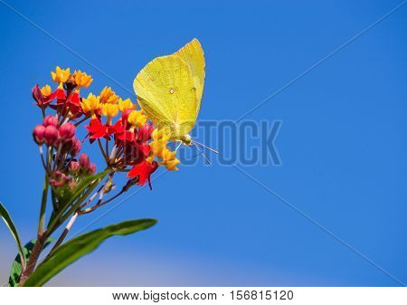 Southern Dogface (Zerene cesonia) butterfly feeding on Tropical Milkweed flowers. Blue sky background with copy space.